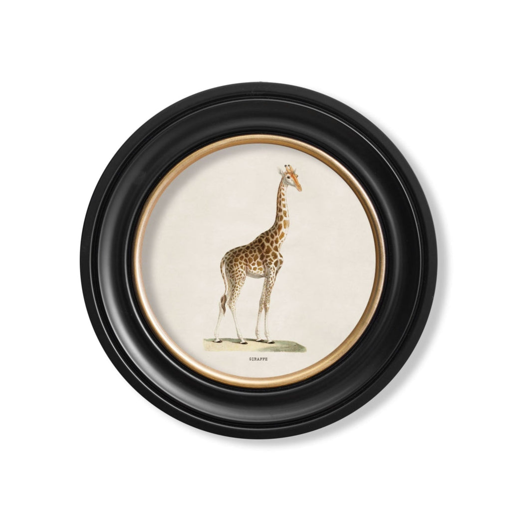 Framed illustration of a giraffe on a white background