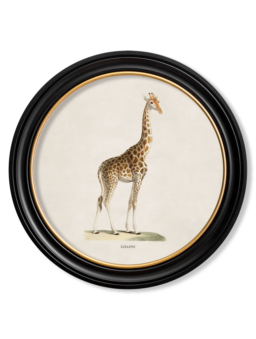 Framed artwork of a giraffe on a white background