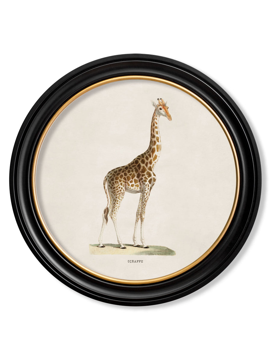 Giraffe