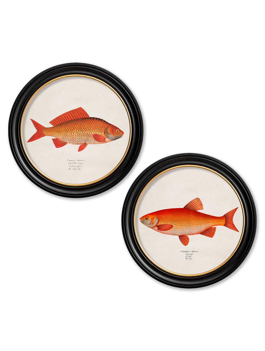 Goldfish and Golden Orfe
