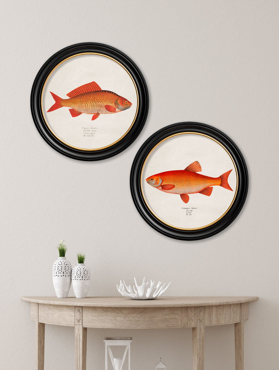 Goldfish and Golden Orfe