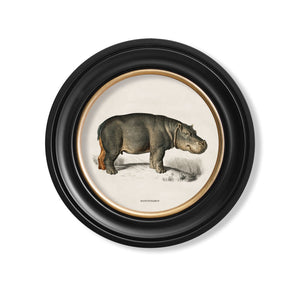 Rhino & Hippo