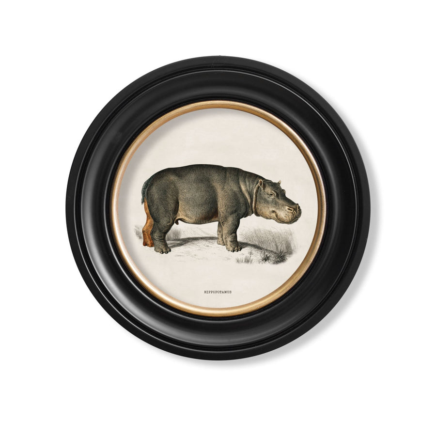 Rhino & Hippo