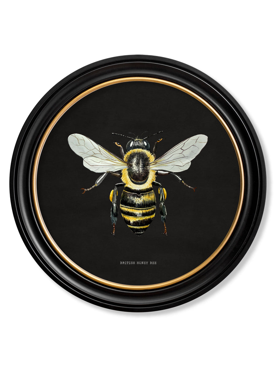 British Bees