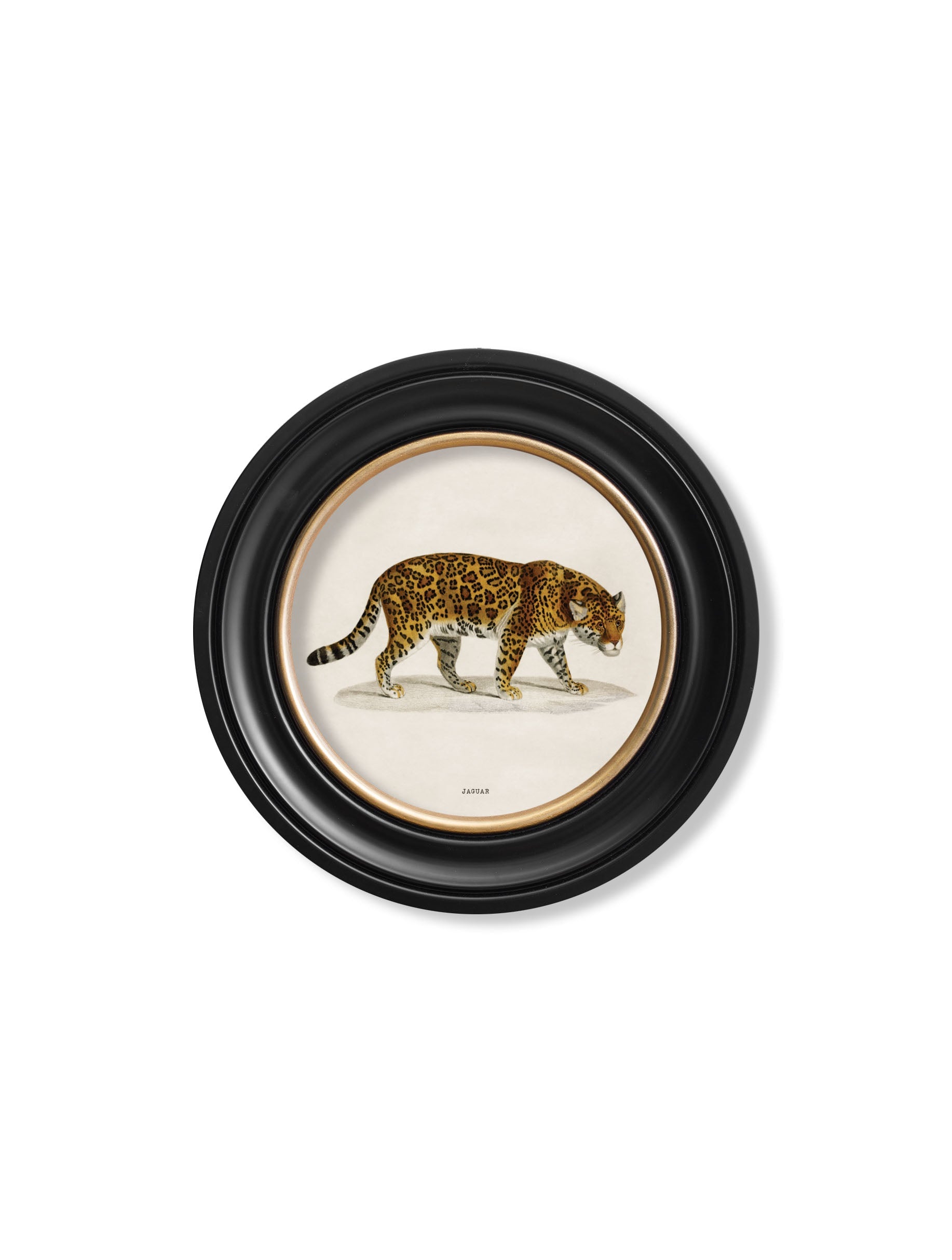 Framed artwork of a leopard on a white background