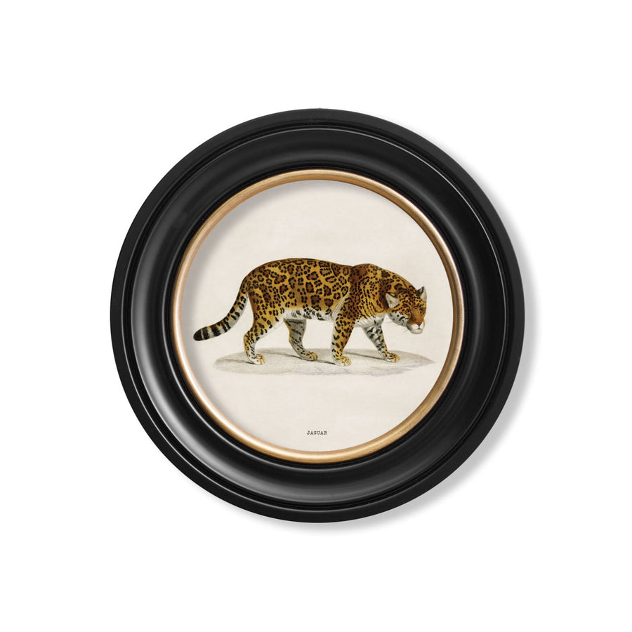 Jaguar