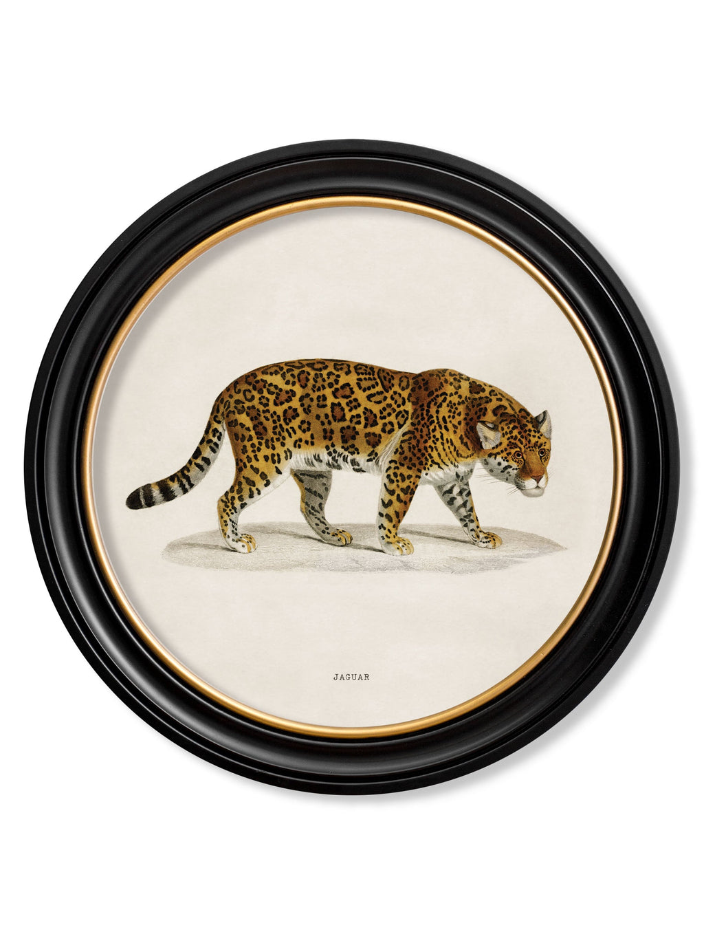 Framed artwork of a leopard on a white background