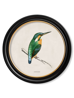 Kingfisher and Bee Eater