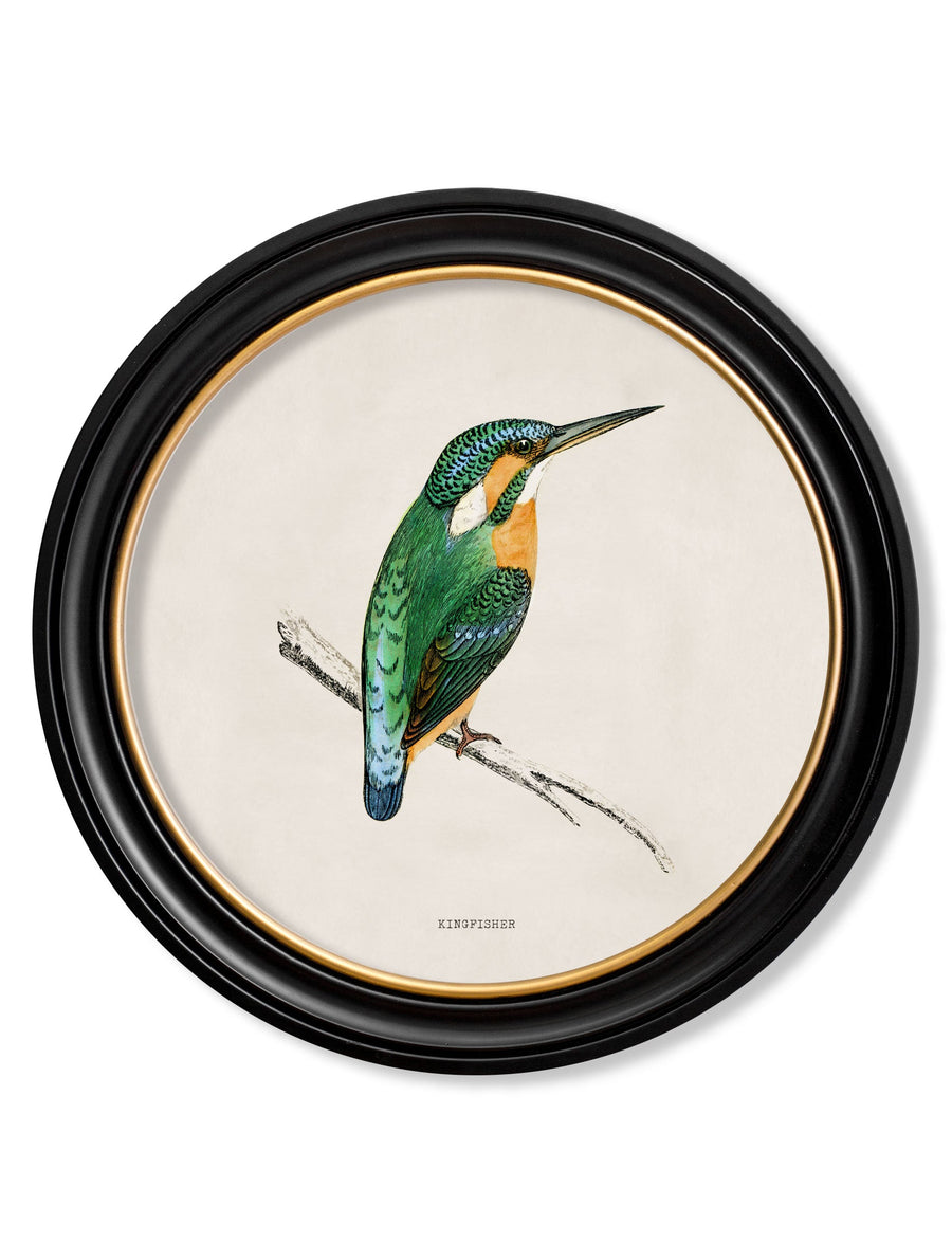 Kingfisher and Bee Eater