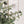 Load image into Gallery viewer, Large Faux Potted Olive Tree

