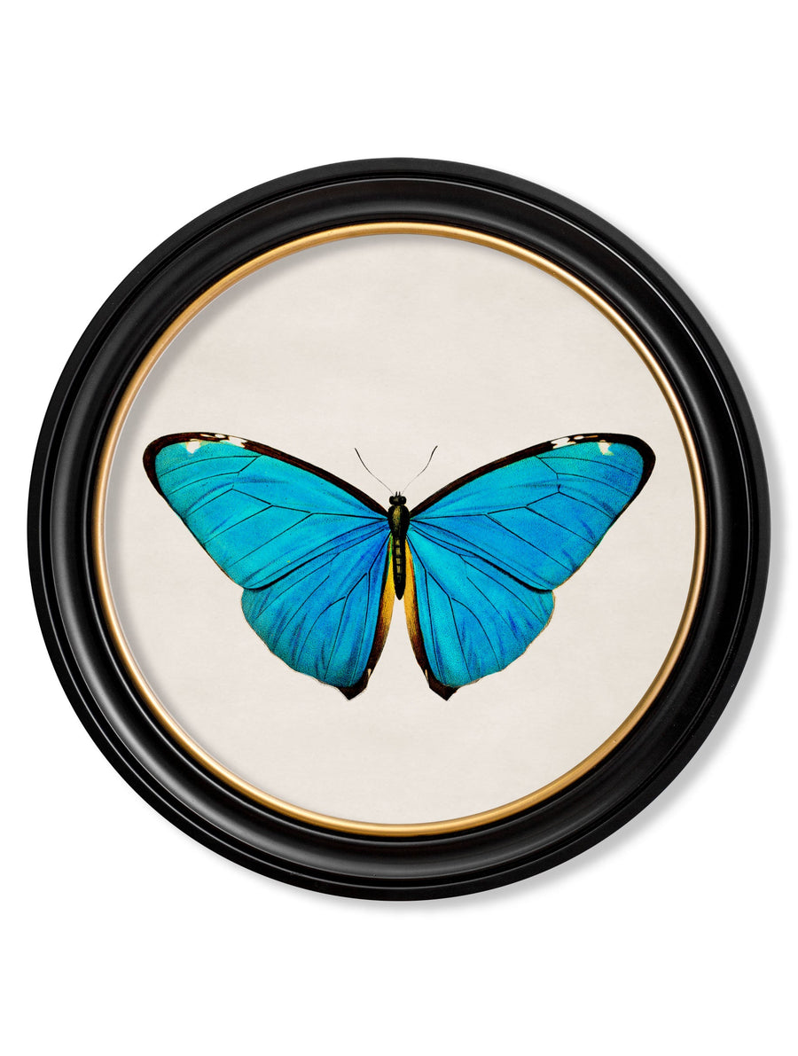 Tropical Butterflies
