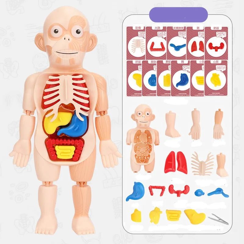Doctor Toys Human Plastic Toys - Miola