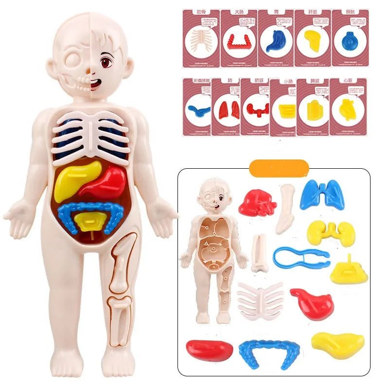 Doctor Toys Human Plastic Toys - Miola
