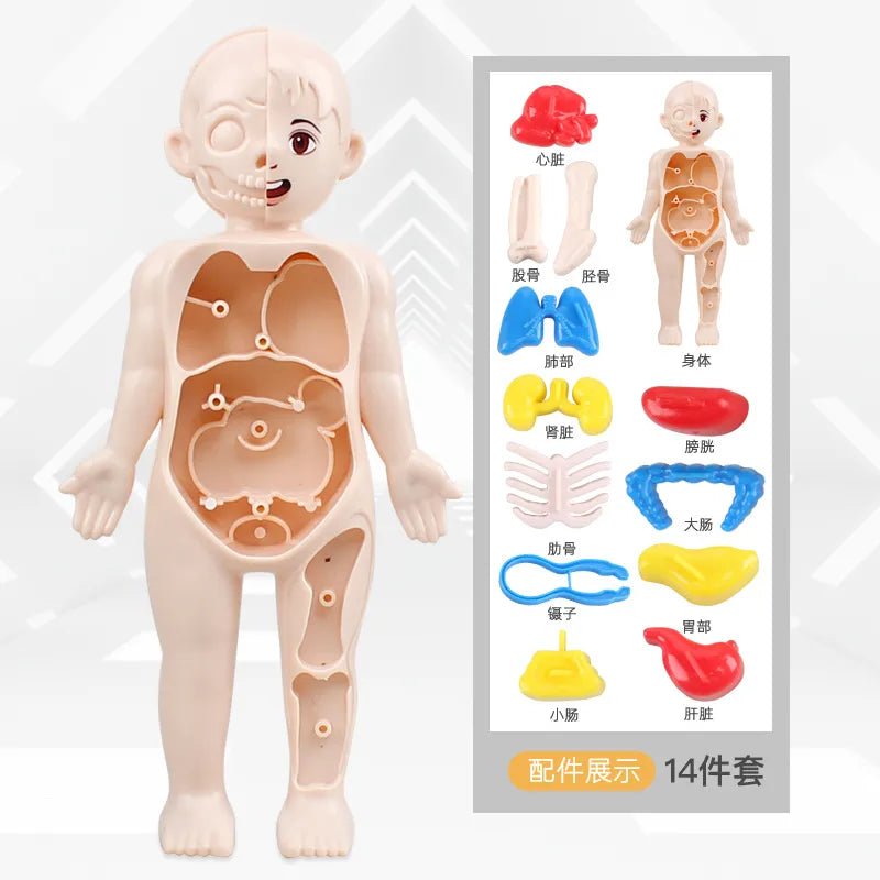 Doctor Toys Human Plastic Toys - Miola