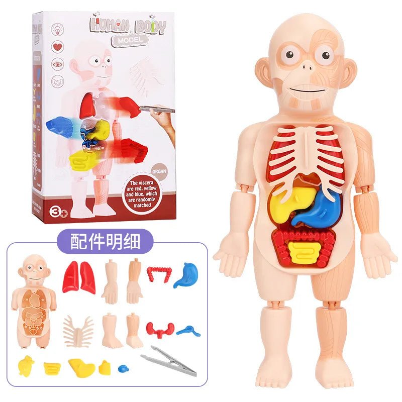 Doctor Toys Human Plastic Toys - Miola