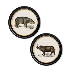Rhino & Hippo
