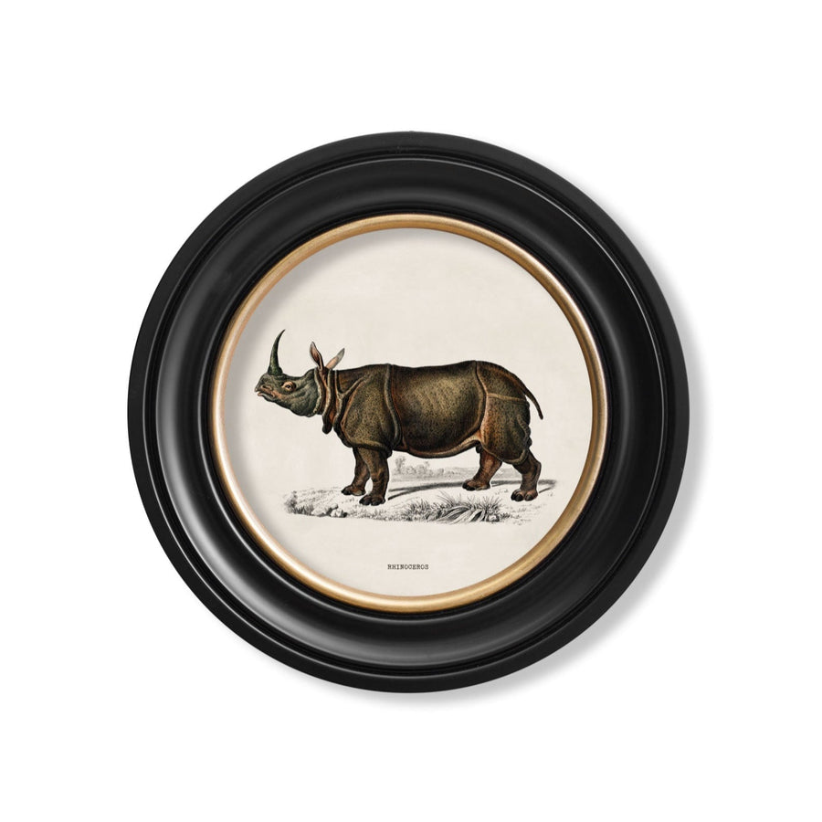 Rhino & Hippo
