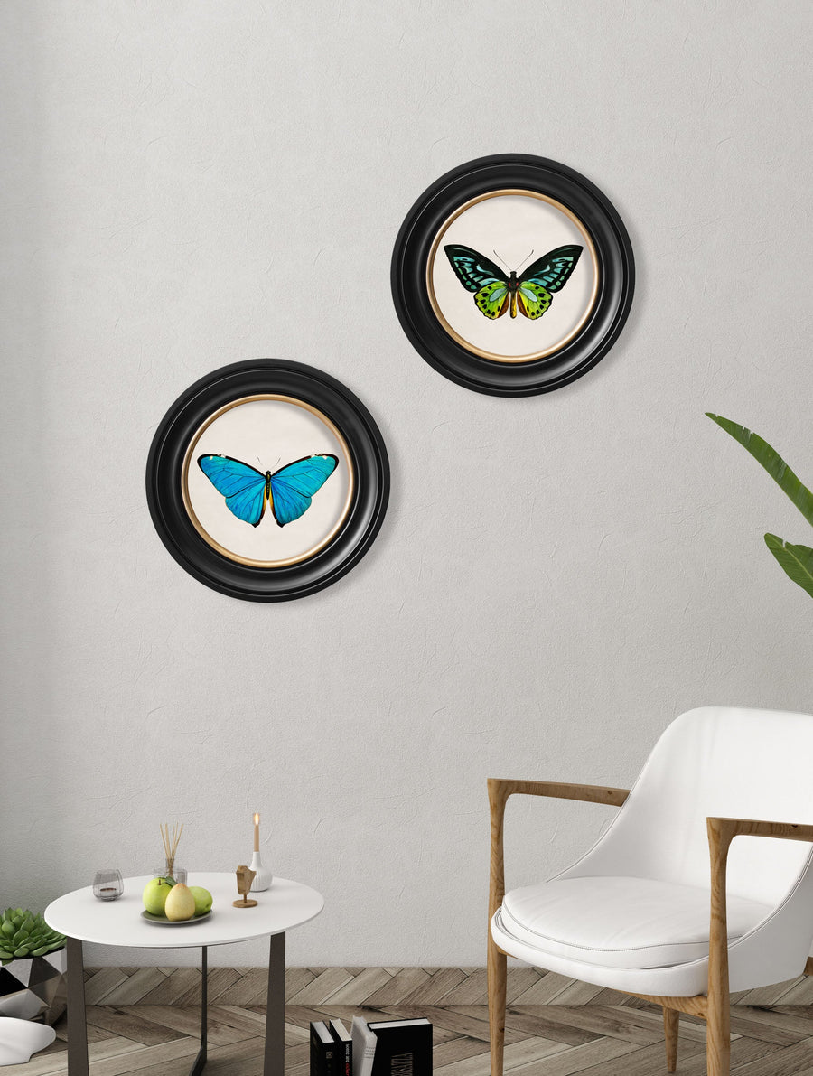 Tropical Butterflies