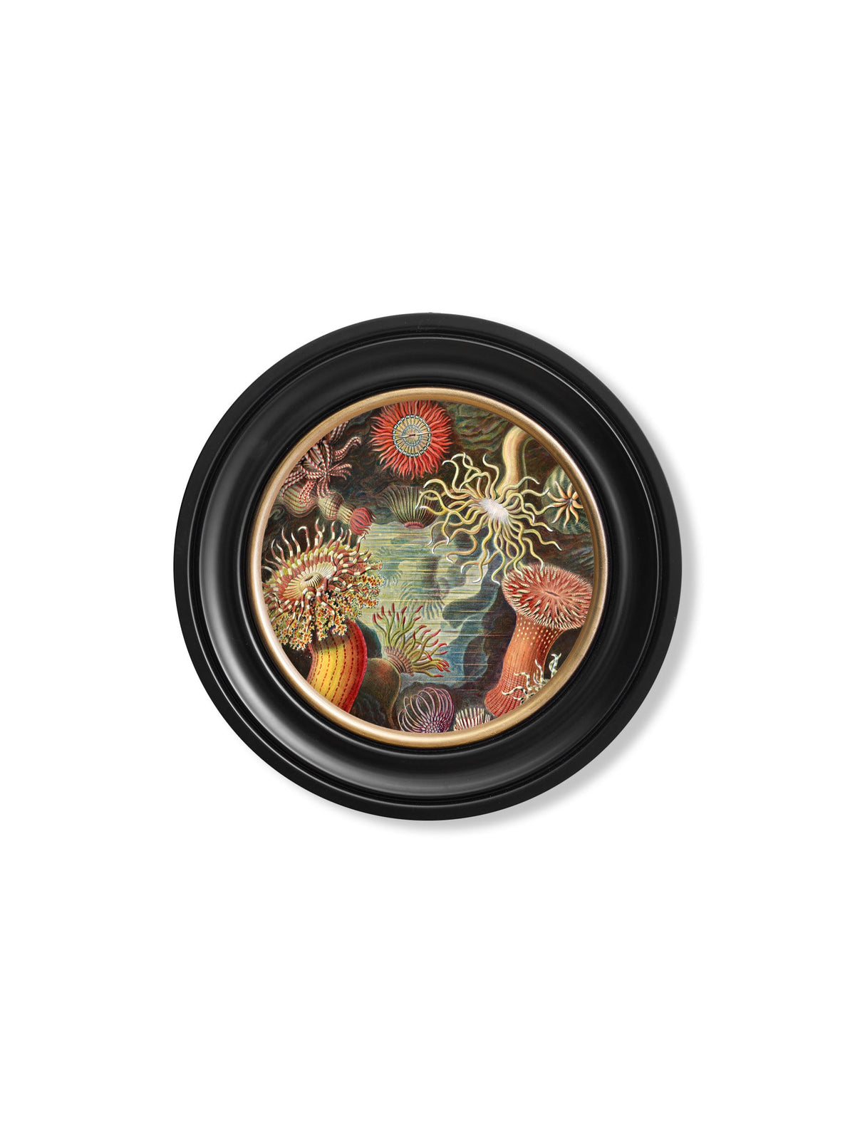 c.1904 Haeckel Flora and Fauna - Round Frames