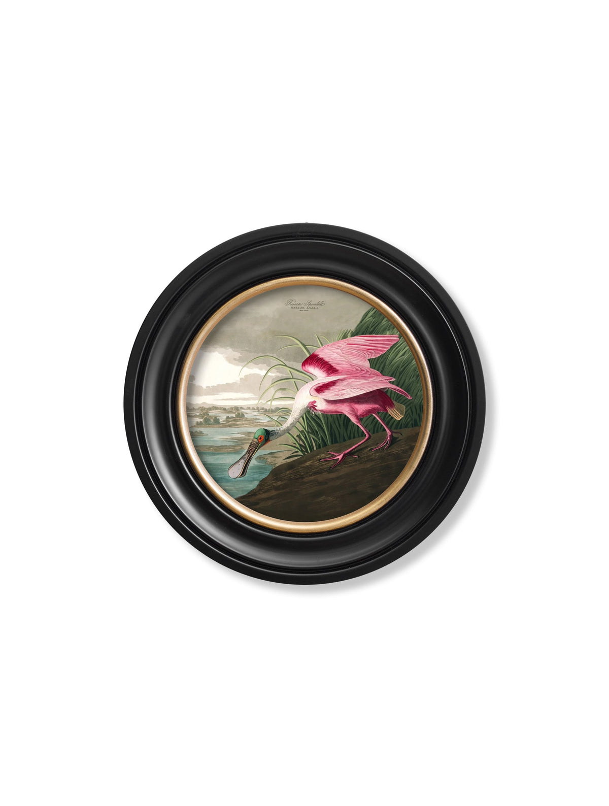 c.1838 Audubon's Birds of America in Round Frames