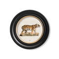 Tiger - Miola