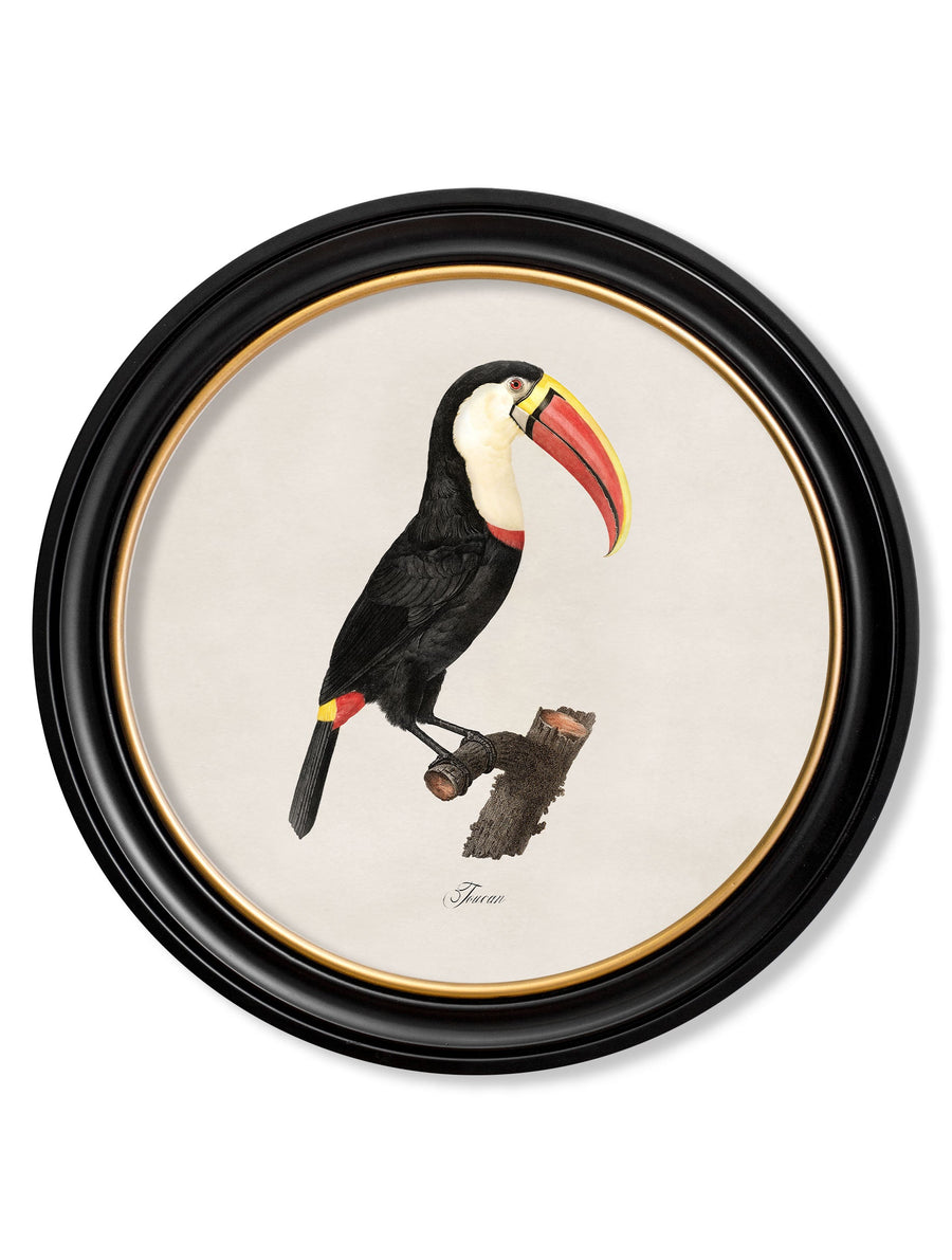 Toucans