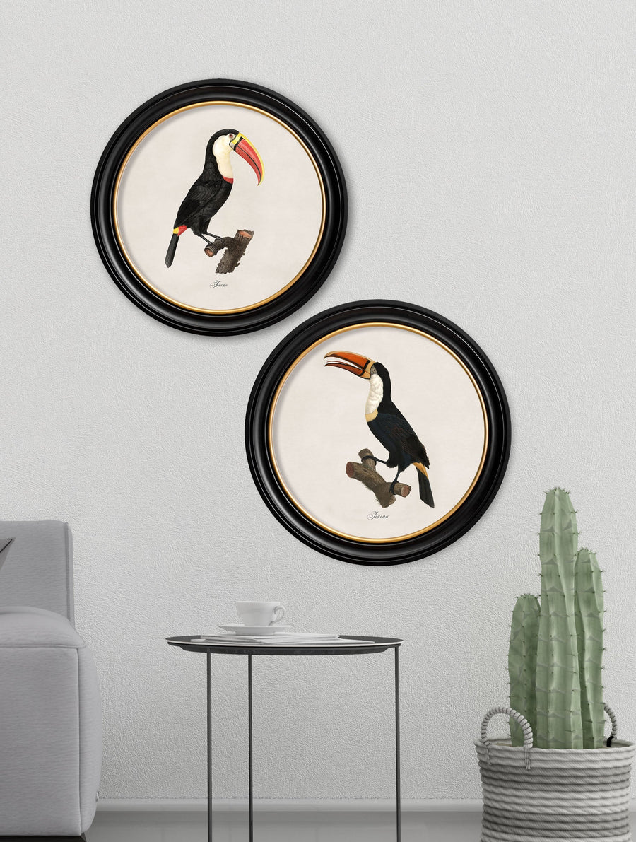 Toucans