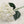 Load image into Gallery viewer, White Giant Pom Pom Hydrangea Single Stem Flower - Set of 3
