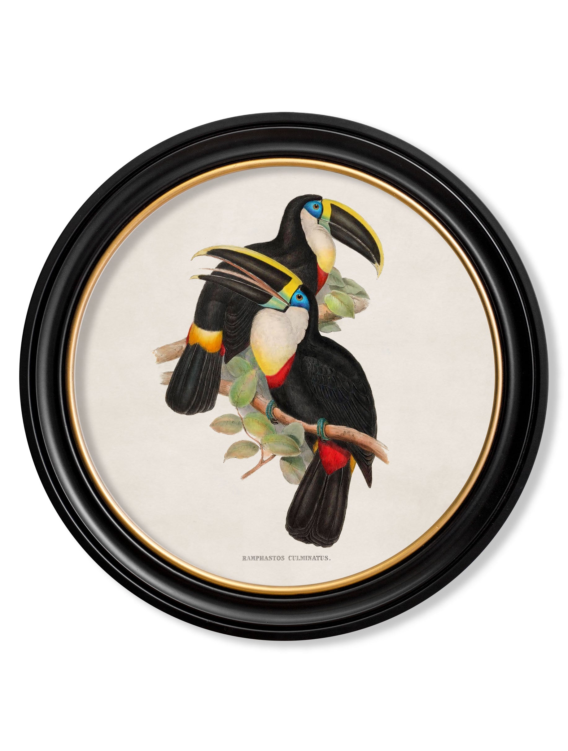 Two Toucans